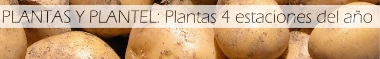 Plantas , plantel y patatas