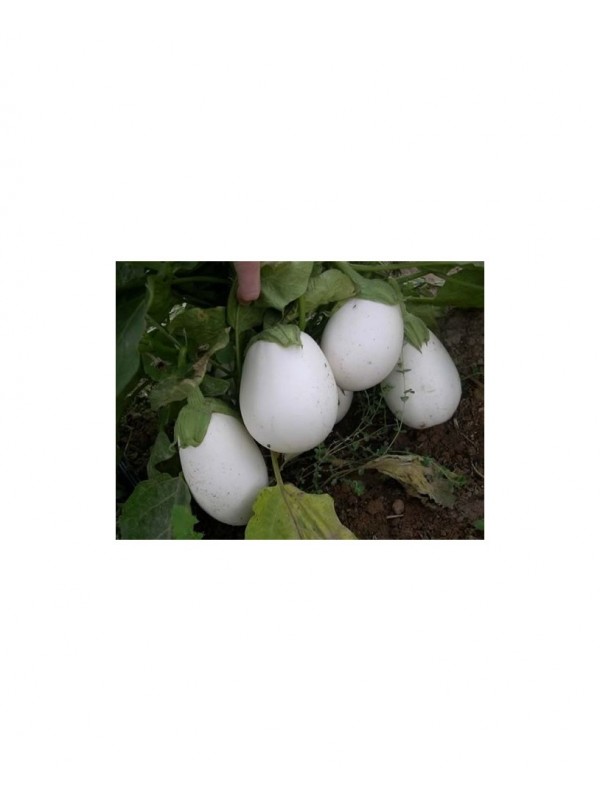Semillas BERENJENA BLANCA REFARDES