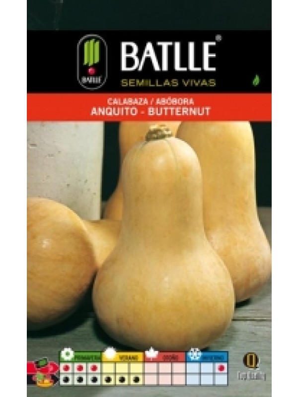 Semillas CALABAZA ANQUITO-BUTTERNUT sobre