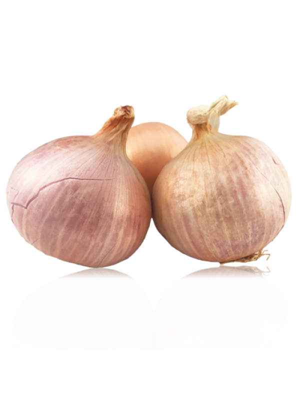 Cebolla Figueres-Figueras