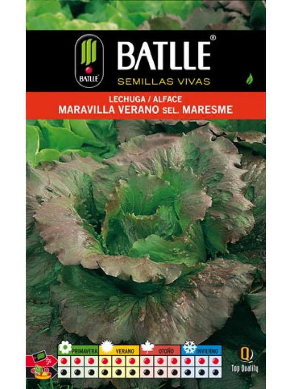 Semillas LECHUGA MARAVILLA DE VERANO sobre 