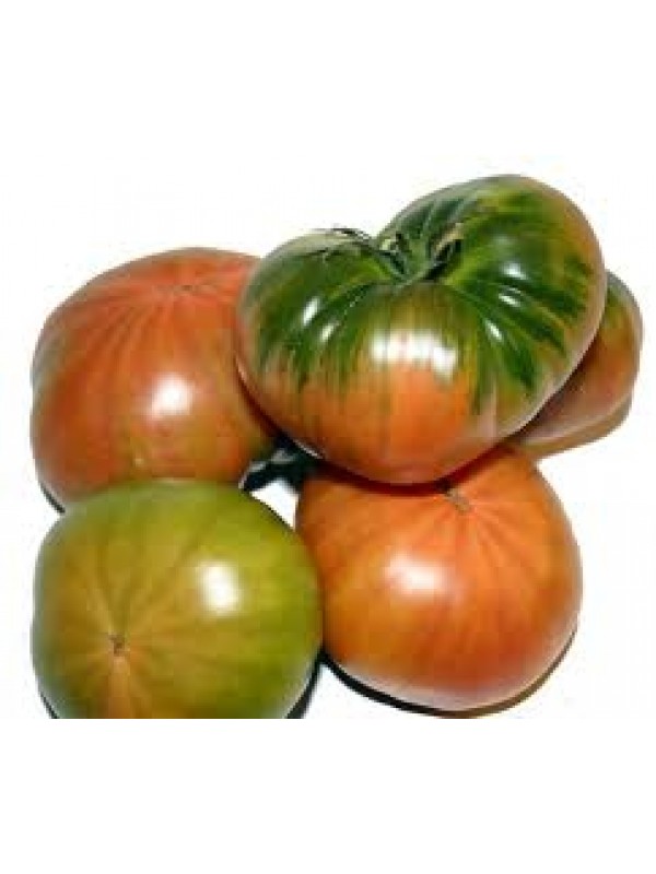 Plantel Tomate Raf