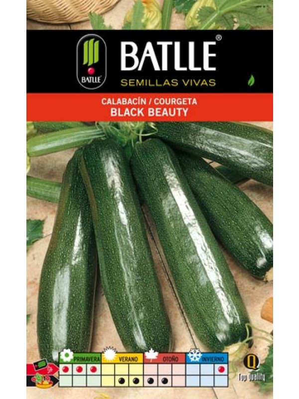 Semillas CALABACIN BELLEZA NEGRA sobre