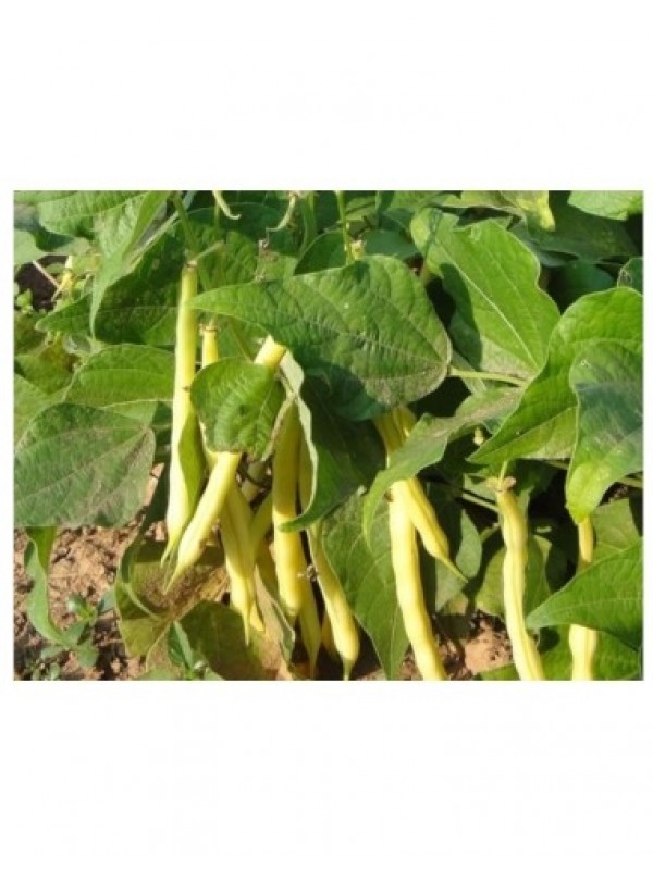 Semillas JUDÍA AMARILLA DE MATA BAJA Refardes 