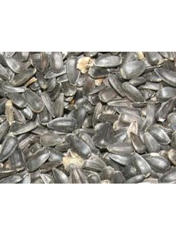 PIPAS NEGRAS € / kg
