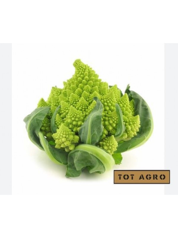 Plantel Brócoli Romanescu 