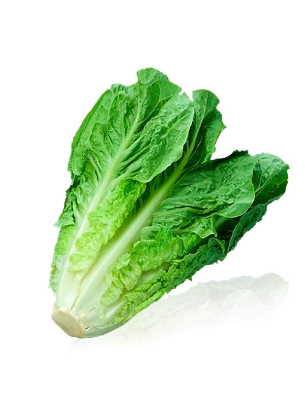 Plantel Lechuga Romana