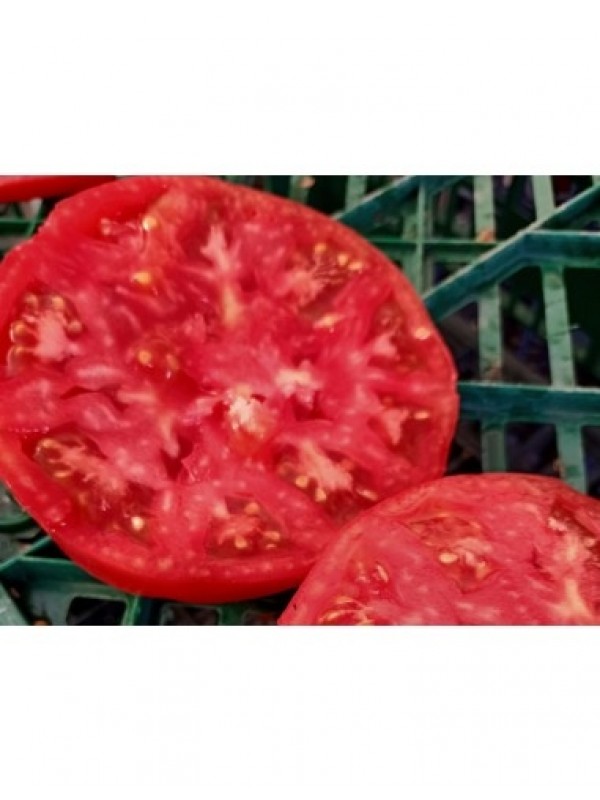 Semillas TOMATE ROSA de BARBASTRO Refardes 